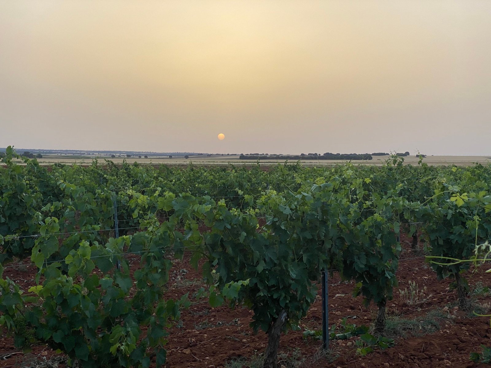 Vineyards belonging to the Catal&aacute;n family near El Provencio, Spain.